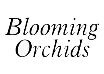 Blooming Orchids