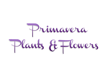 Primavera Plants & Flowers